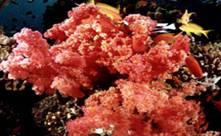Soft Coral and Antheas